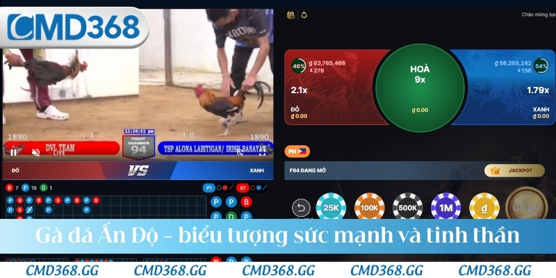 Gà đá Ấn Độ – biểu tượng sức mạnh và tinh thần chiến đấu