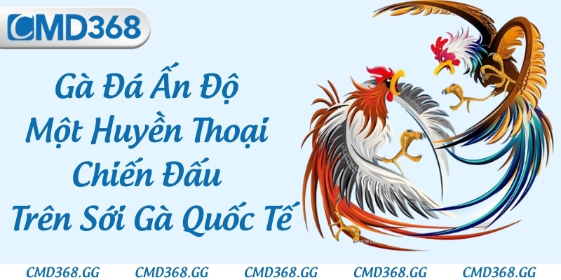 Gà Đá Ấn Độ - Một Huyền Thoại Chiến Đấu Trên Sới Gà Quốc Tế