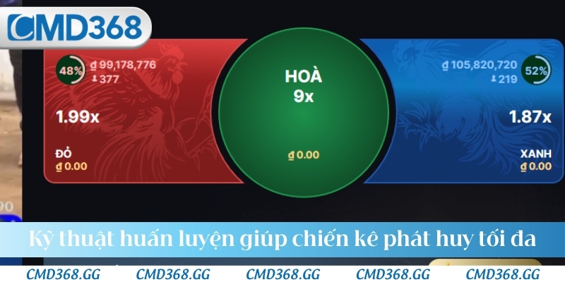 Kỹ thuật huấn luyện giúp chiến kê phát huy tối đa
